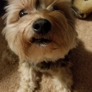 Meet your Posher, Prim